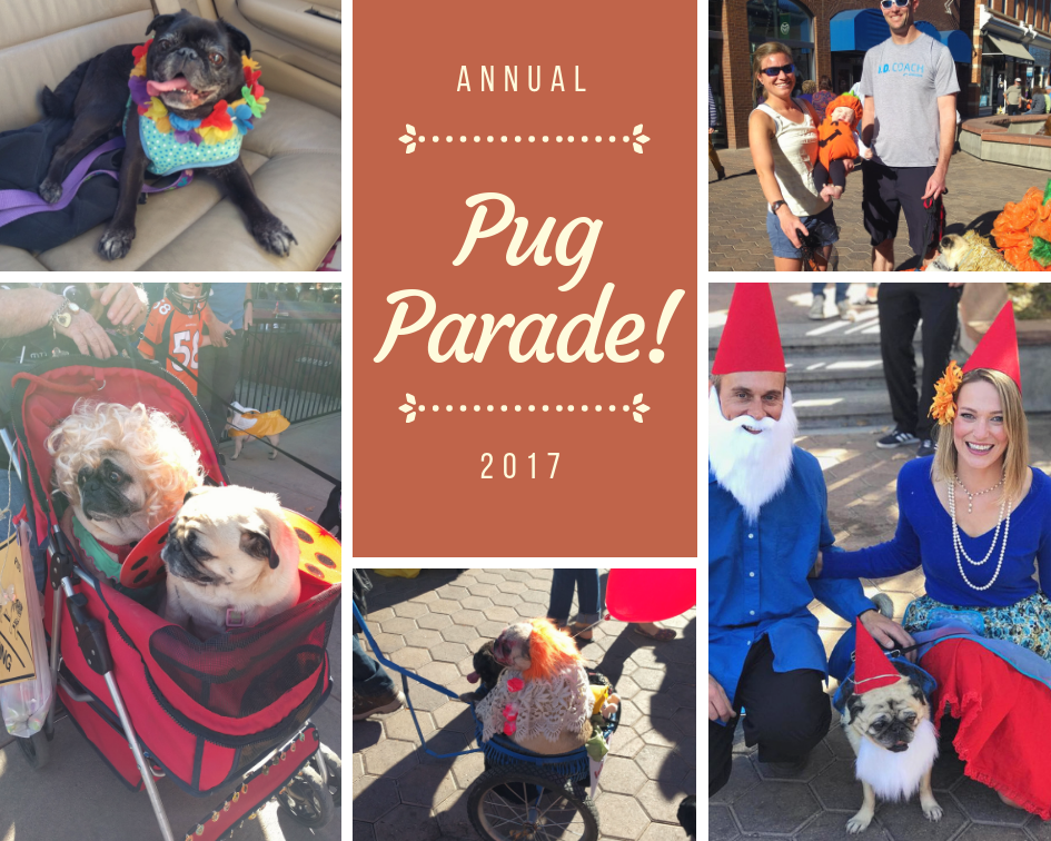 Fort Collins Halloween Pug Parade 2017