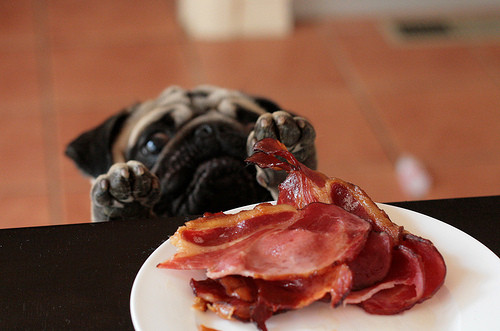 Pug-bacon.jpg