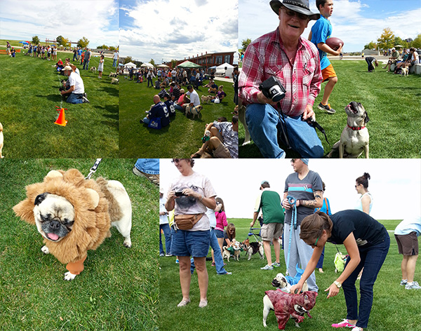 pugs in the park 2013